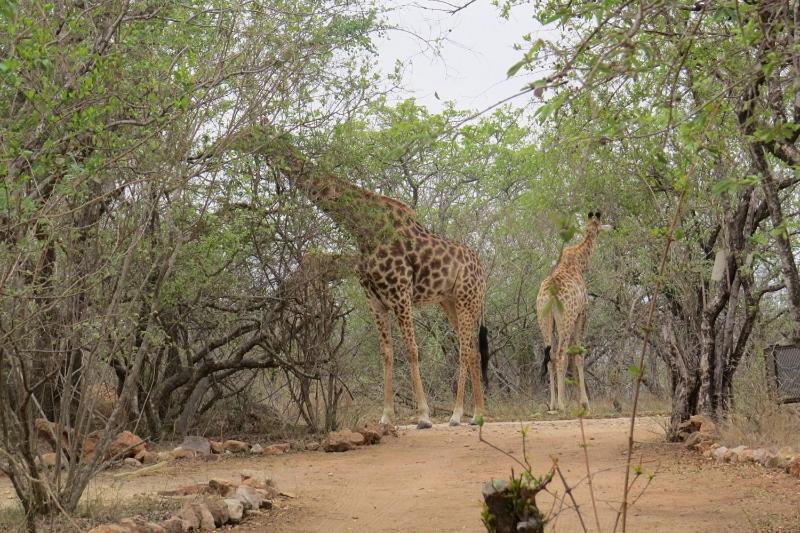 Crowe'S Nest Villa Marloth Park Esterno foto