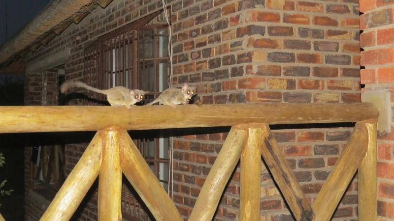 Crowe'S Nest Villa Marloth Park Esterno foto